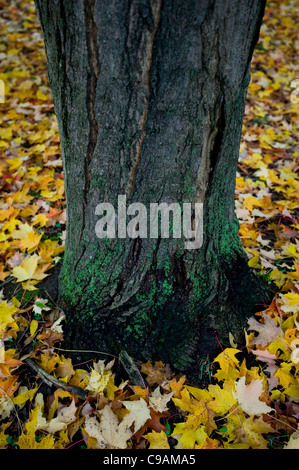 Schwarznuss-Stamm umgeben von Laub Stockfoto