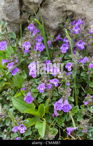 Alpine calaminth (acinos Alpinus syn. calamintha alpina) Stockfoto