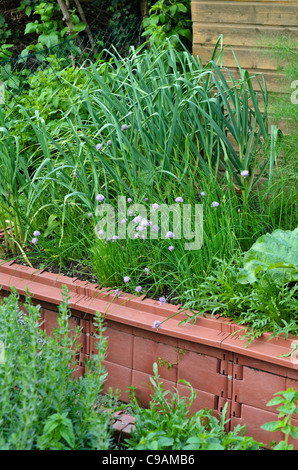 Schnittlauch (Allium Schoenoprasum) und Garten Zwiebel (Allium Cepa) in einem Hochbeet Stockfoto