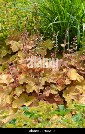 Haarige alumroot (heuchera villosa 'Caramel') Stockfoto