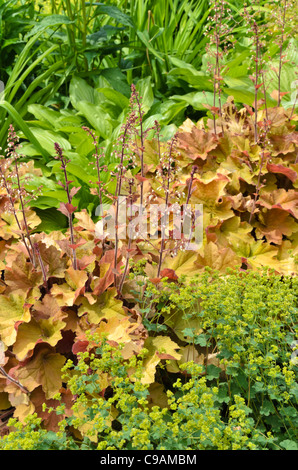 Haarige alumroot (heuchera villosa 'Caramel') Stockfoto