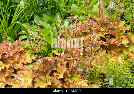 Haarige alumroot (heuchera villosa 'Caramel') Stockfoto