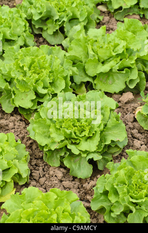 Kopfsalat (Lactuca Sativa var. Capitata "Torpedo") Stockfoto