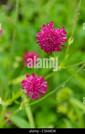 Mazedonische Witwe Blume (knautia-macedonica-) Stockfoto