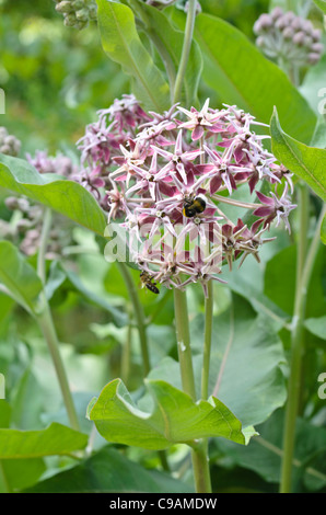 Auffällige Seidenpflanze (Asclepias speciosa) Stockfoto