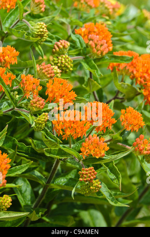 Schmetterling Seidenpflanze (Asclepias tuberosa) Stockfoto