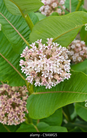 Gemeinsame Seidenpflanze (Asclepias syriaca) Stockfoto