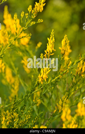 Die färber Ginster (genista Dolmetsch) Stockfoto