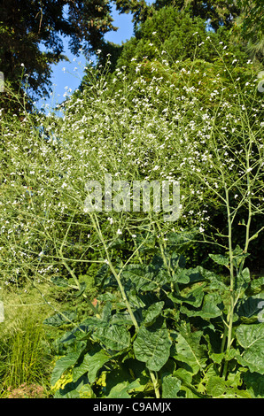 Mehr Meer kale (crambe cordifolia) Stockfoto