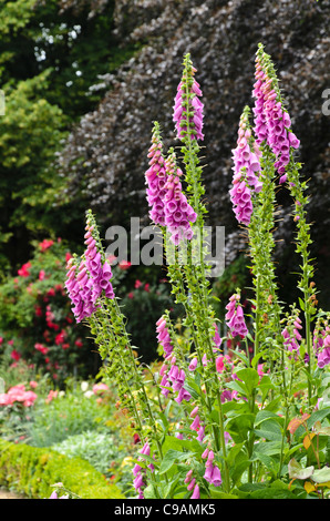 Gemeinsame Fingerhut (Digitalis purpurea) Stockfoto