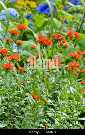 Malteserkreuz (Lupinus chalcedonica Syn. silene chalcedonica) Stockfoto