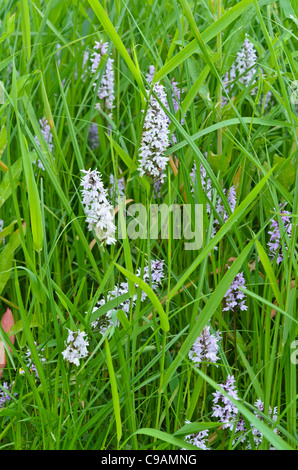 Gemeinsame getupft Orchidee (Dactylorhiza fuchsii) Stockfoto