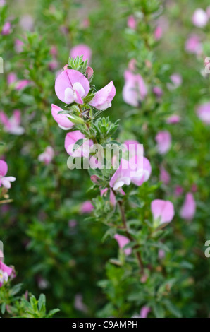 Stachelige restharrow (ononis spinosa) Stockfoto