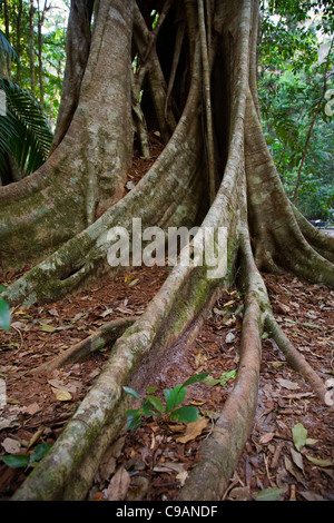 Die Kirchenglocke Wurzeln ein Vorhang-feige im Regenwald Stock.  Stapel-Tal, Fraser Island, Queensland, Australien Stockfoto