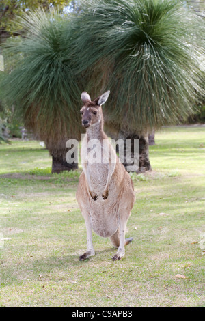 Weibliche Western graue Känguru (Macropus Fuliginosus) mit nativen Western Australian Xanthorrhoea Grasbäume im Hintergrund Stockfoto