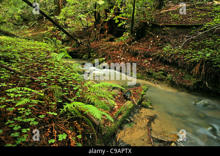 Üppigen Regenwald Stream mit Farnen und Kleeblätter Stockfoto