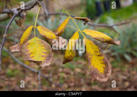 Walnuss Baum Blatt Stockfoto