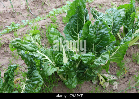 frischen Mangold Stockfoto