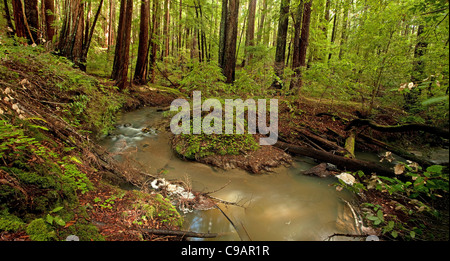 Üppiger Regenwald und Stream in Portola Redwoods, California Stockfoto