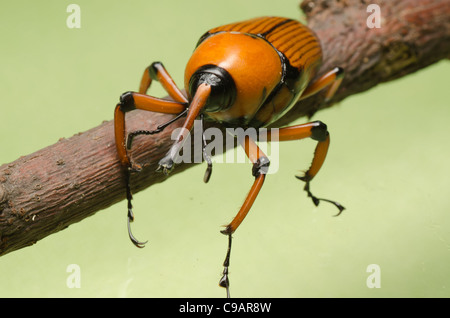 Palm Weevil Schnauze Käfer auf grünem Hintergrund Stockfoto