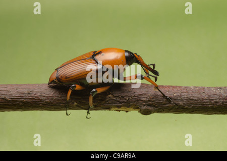 Palm Weevil Schnauze Käfer auf grünem Hintergrund Stockfoto
