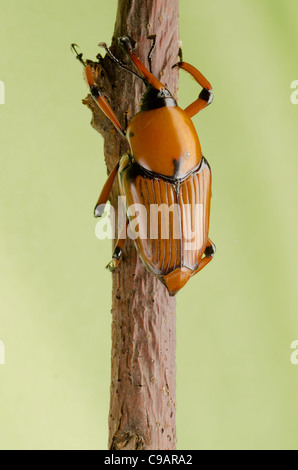 Palm Weevil Schnauze Käfer auf grünem Hintergrund Stockfoto