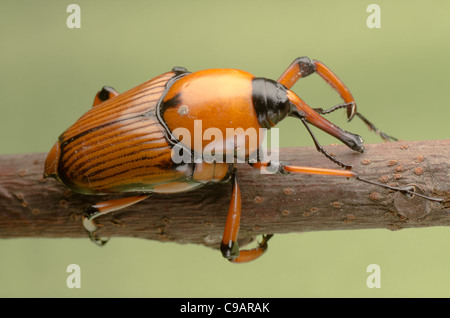 Palm Weevil Schnauze Käfer auf grünem Hintergrund Stockfoto