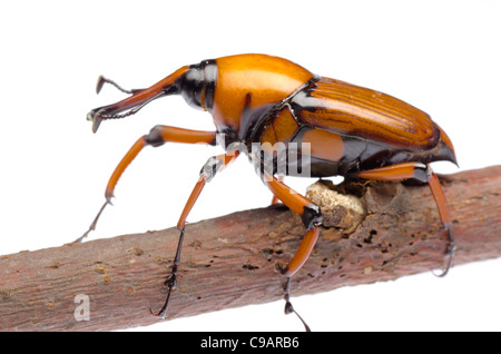 Palm Weevil Schnauze Käfer Stockfoto