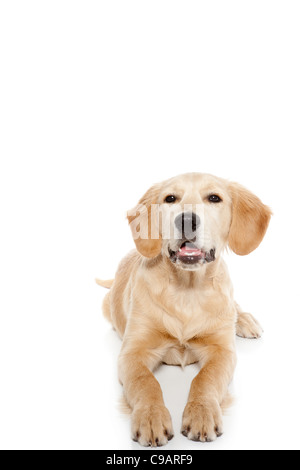 Golden Retriever Hund Welpe isoliert auf weißem Hintergrund Stockfoto