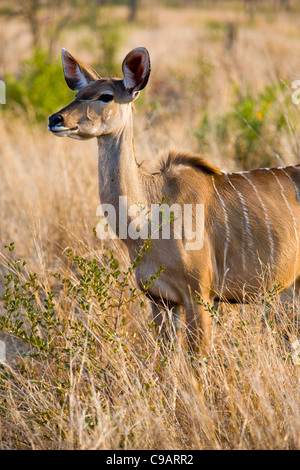 Weibliche große Kudu (Tragelaphus Strepsiceros) im Kruger Park, Südafrika Stockfoto