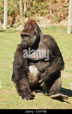 Gefangenschaft erwachsenen männlichen Flachlandgorilla Stockfoto