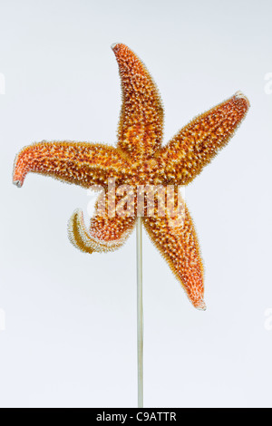 Fried Star Fish Snack auf dem Donghuamen Nachtmarkt in Peking China - ein Beispiel für die seltsamen oder seltsamen Speisen, die von Menschen auf der ganzen Welt gegessen werden Stockfoto