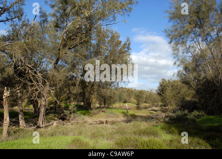 Bäume am Ufer des Flusses Avon, Avon Valley, in der Nähe von York, Western Australia, Australien Stockfoto