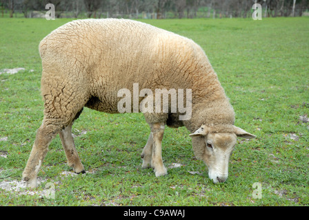 Schafbeweidung auf Winter Weide, Avon Valley, in der Nähe von York, Western Australia, Australien Stockfoto