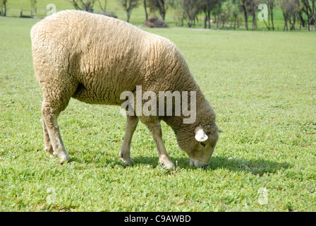 Schafe grasen auf der Wiese, Avon Valley, in der Nähe von York, Western Australia, Australien Stockfoto