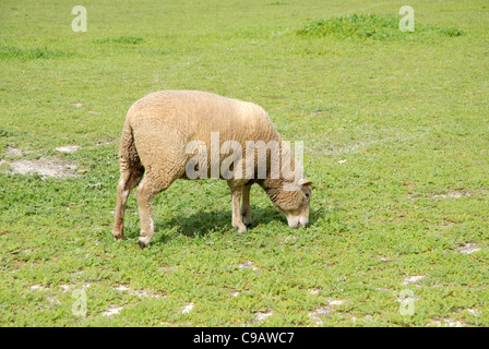 Schafe weiden, Avon Valley, in der Nähe von York, Western Australia, Australien Stockfoto