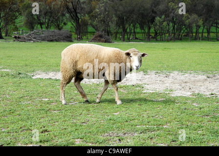 Schafe im Fahrerlager, Avon Valley, in der Nähe von York, Western Australia, Australien Stockfoto