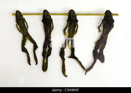 Fried River Frogs auf dem Markt in Vientiane Laos - ein Beispiel für die seltsamen oder seltsamen Speisen, die von Menschen auf der ganzen Welt gegessen werden Stockfoto