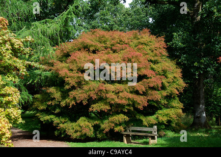Akazie Baum Westonbirt Arboretum Tetbury Gloucestershire, England Stockfoto
