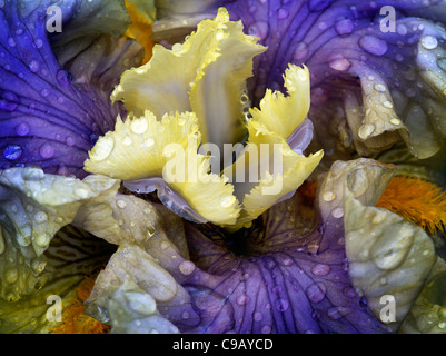 Nahaufnahme von Iris (geheime Riten) nach Regen. Oregon Stockfoto