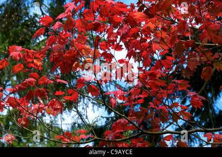 Vollmond Ahorn Westonbirt Arboretum Tetbury Gloucestershire England Stockfoto