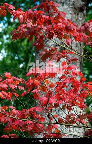 Vollmond Ahorn Westonbirt Arboretum Tetbury Gloucestershire England Stockfoto