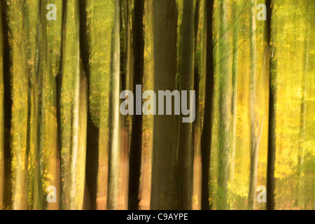 Bunte Herbstlaub Strid Wood an den Ufern des Flusses Wharfe in Wharfedale, Yorkshire, England Stockfoto