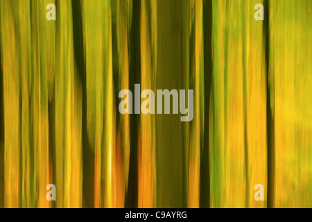 Bunte Herbstlaub Strid Wood an den Ufern des Flusses Wharfe in Wharfedale, Yorkshire, England Stockfoto