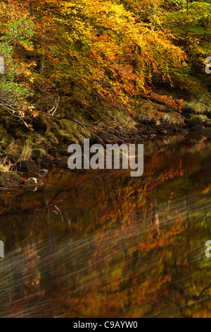 Bunte Herbstlaub Strid Wood an den Ufern des Flusses Wharfe in Wharfedale, Yorkshire, England Stockfoto