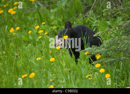 Black Bear Cub Essen einen Löwenzahn Stockfoto