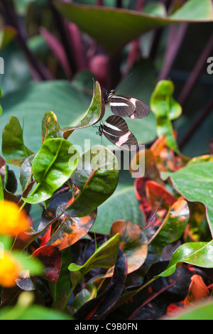 Zwei Postman Schmetterlinge (Heliconius Melpomene) Paarung am Franklin Park Conservatory in Columbus, Ohio. Stockfoto