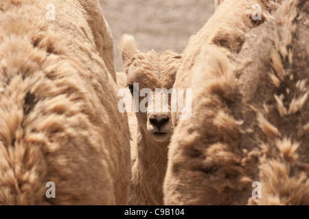 Bighorn Lamm lugt zwischen zwei Erwachsenen. Stockfoto