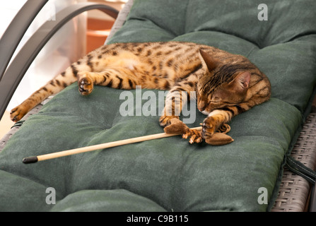 Eine Bengal-Katze liegend erschöpft nach dem Spiel. Stockfoto