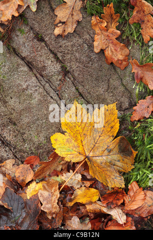 Schöne Herbst Stilleben in Strid Wood in Wharfedale, Yorkshire, England Stockfoto